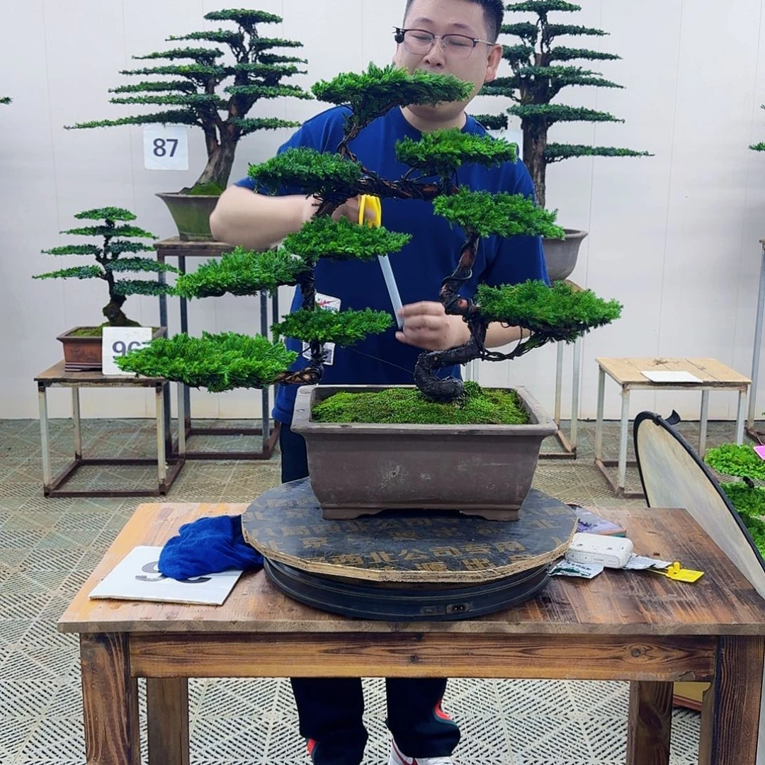 无花朵柏树造型盆景