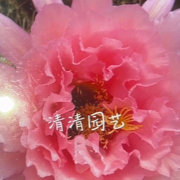 清清粉黛根仙人球瑕疵