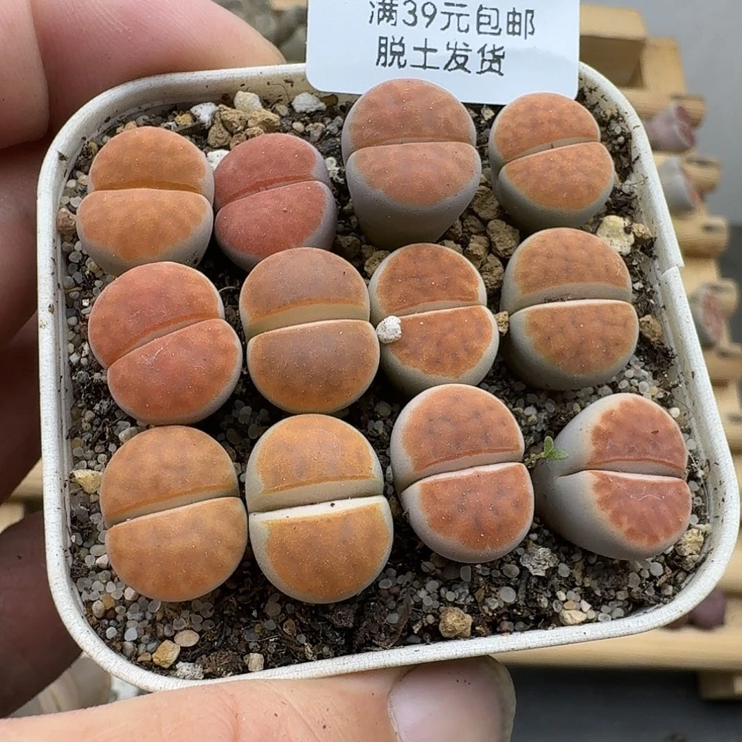 252多肉哈哈哈哈哈哈哈