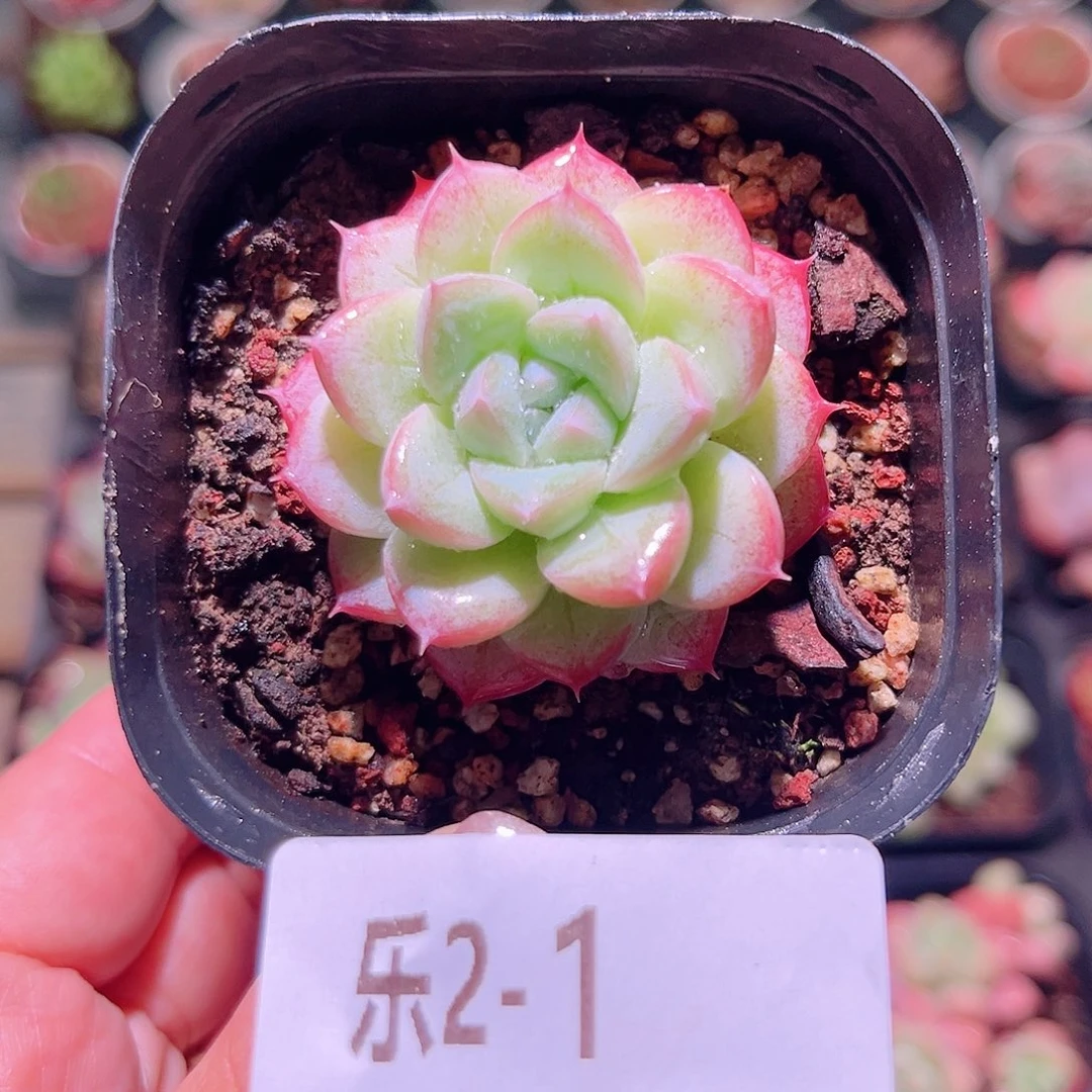 乐然2-1 新品单头