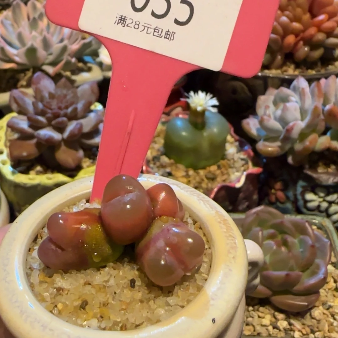 是***！多肉植物水蜜桃穷生生