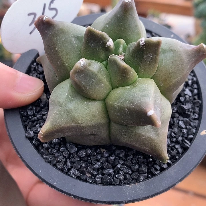 315角优龟甲鸾凤玉7公分66666