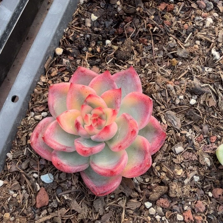 迦蓝锦多肉植物一物一拍