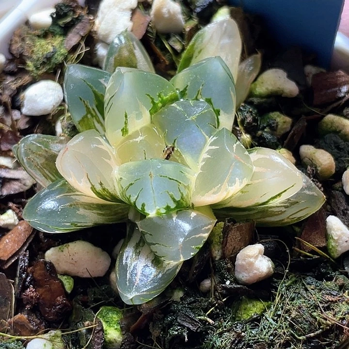 954北极锦完美锦一物