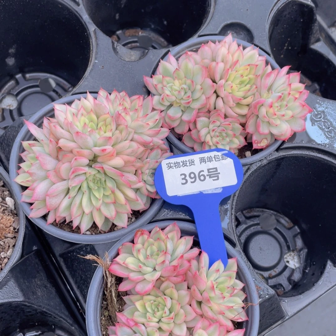 396号炫彩女雏锦群一个