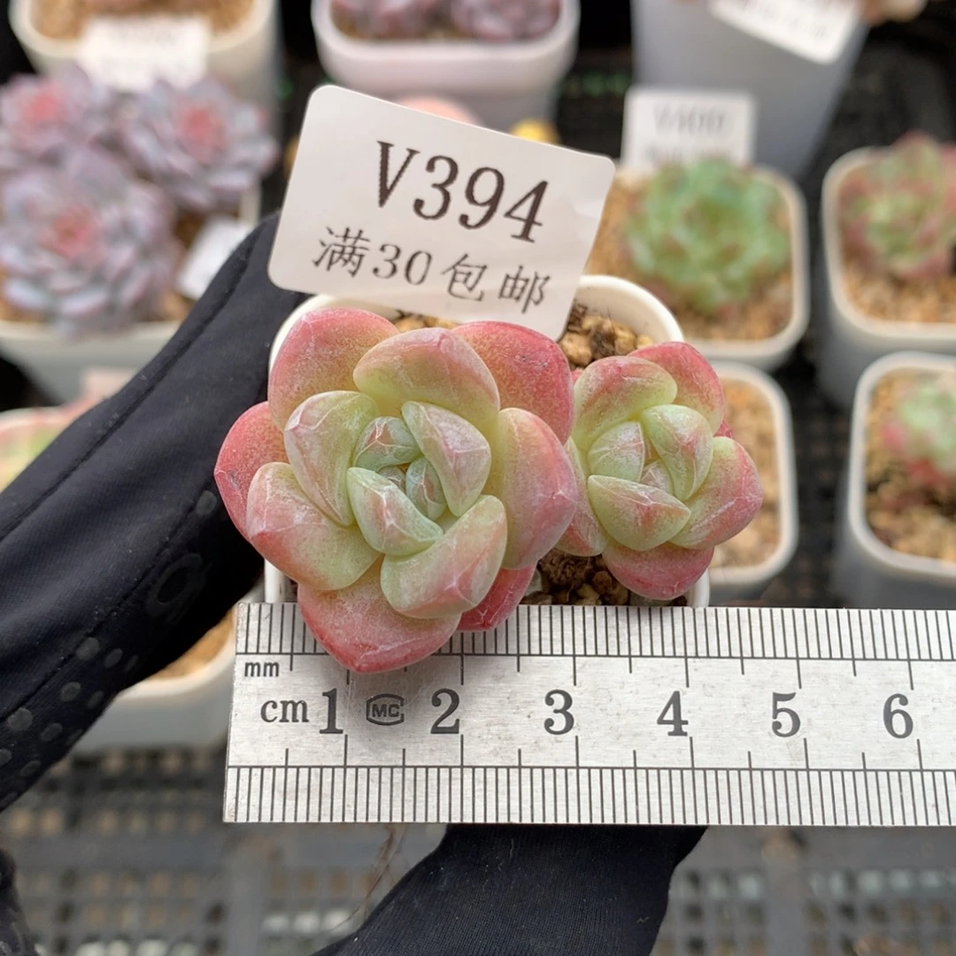 394。小脸糖心长腿冰玉。