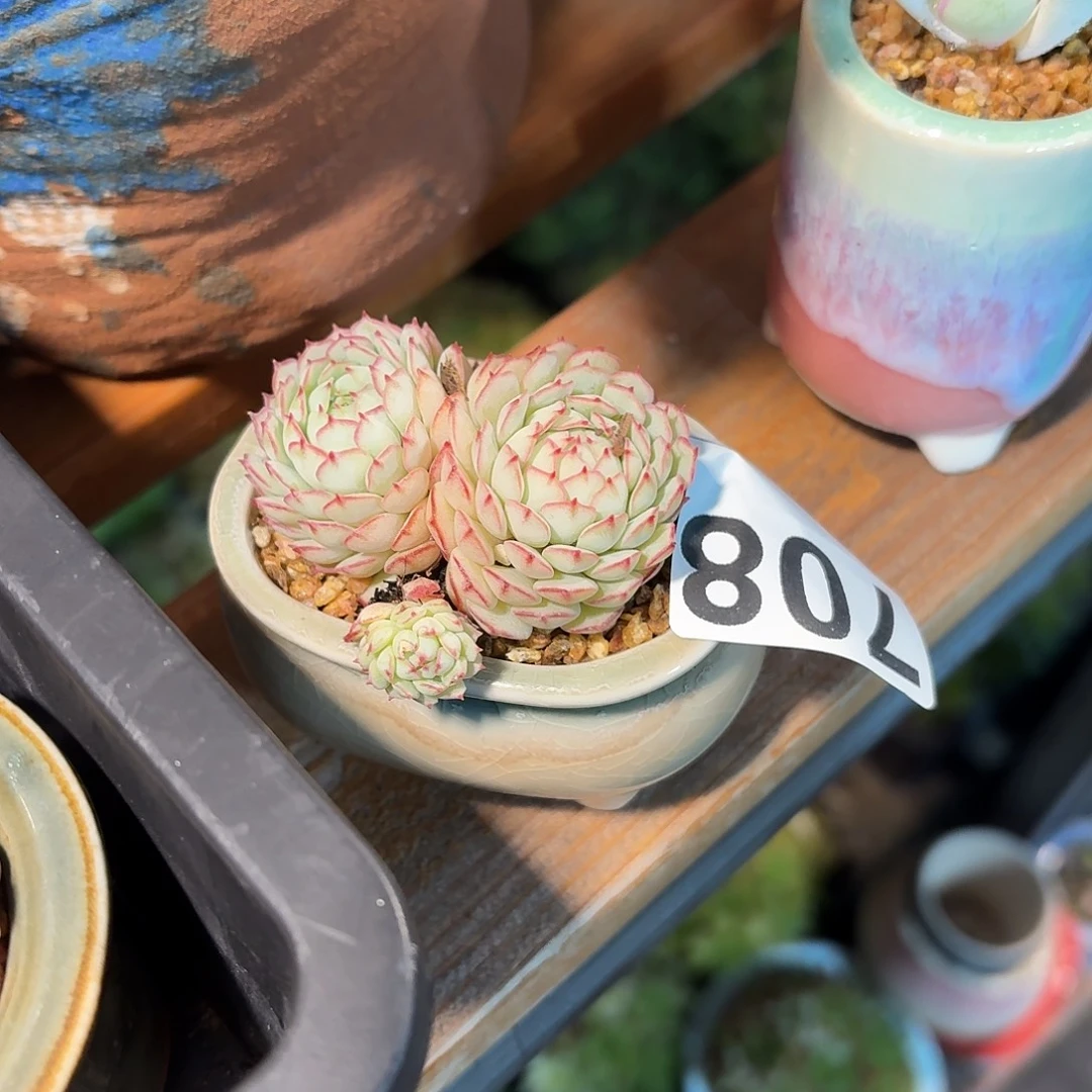 玉****多肉杂交带盆发货708