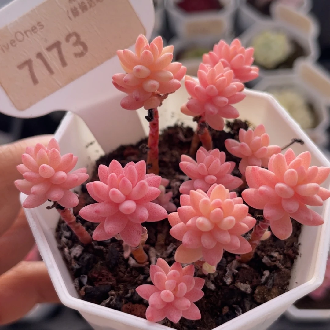 花团锦7173-6.5厘米散桩