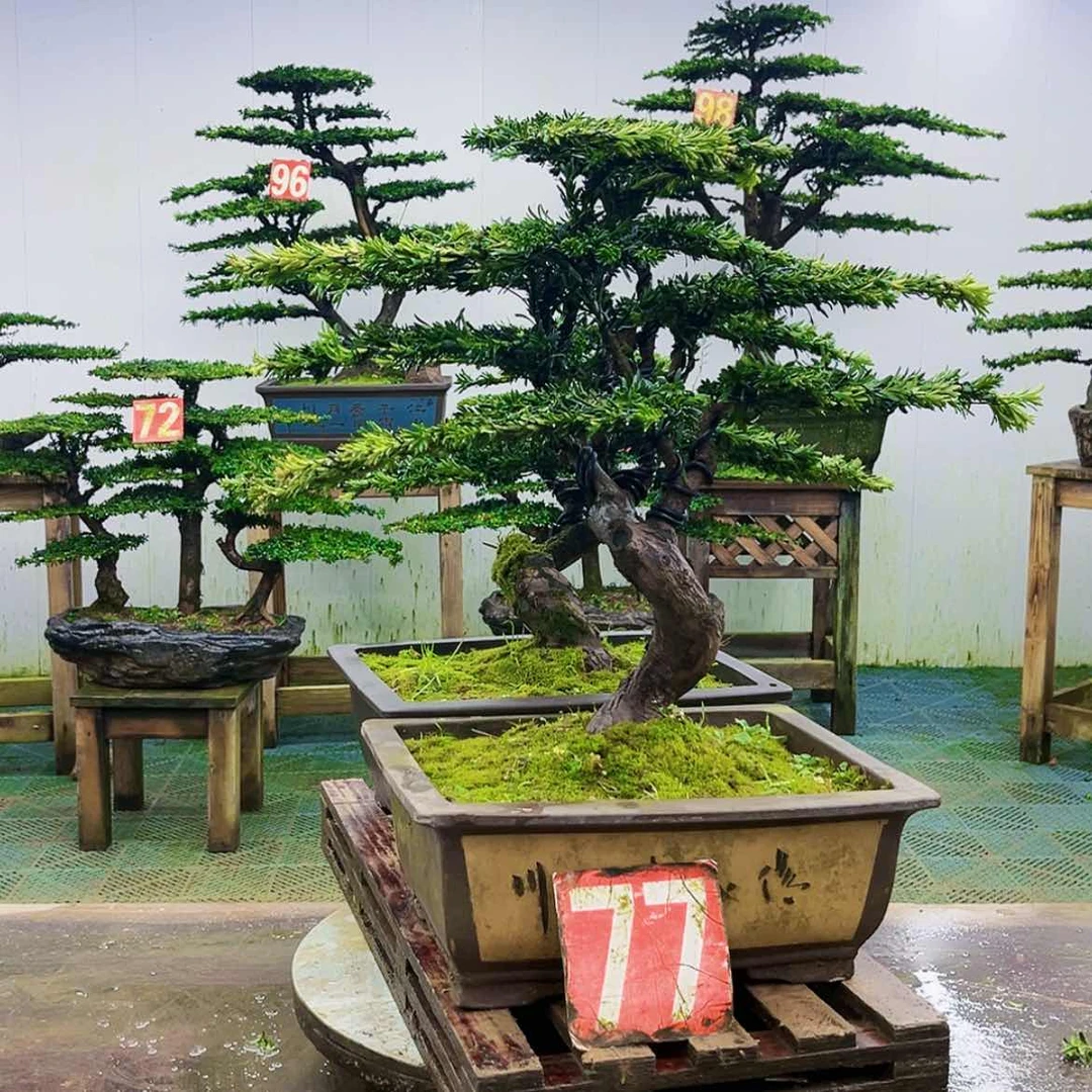 【闪购商品】无花朵