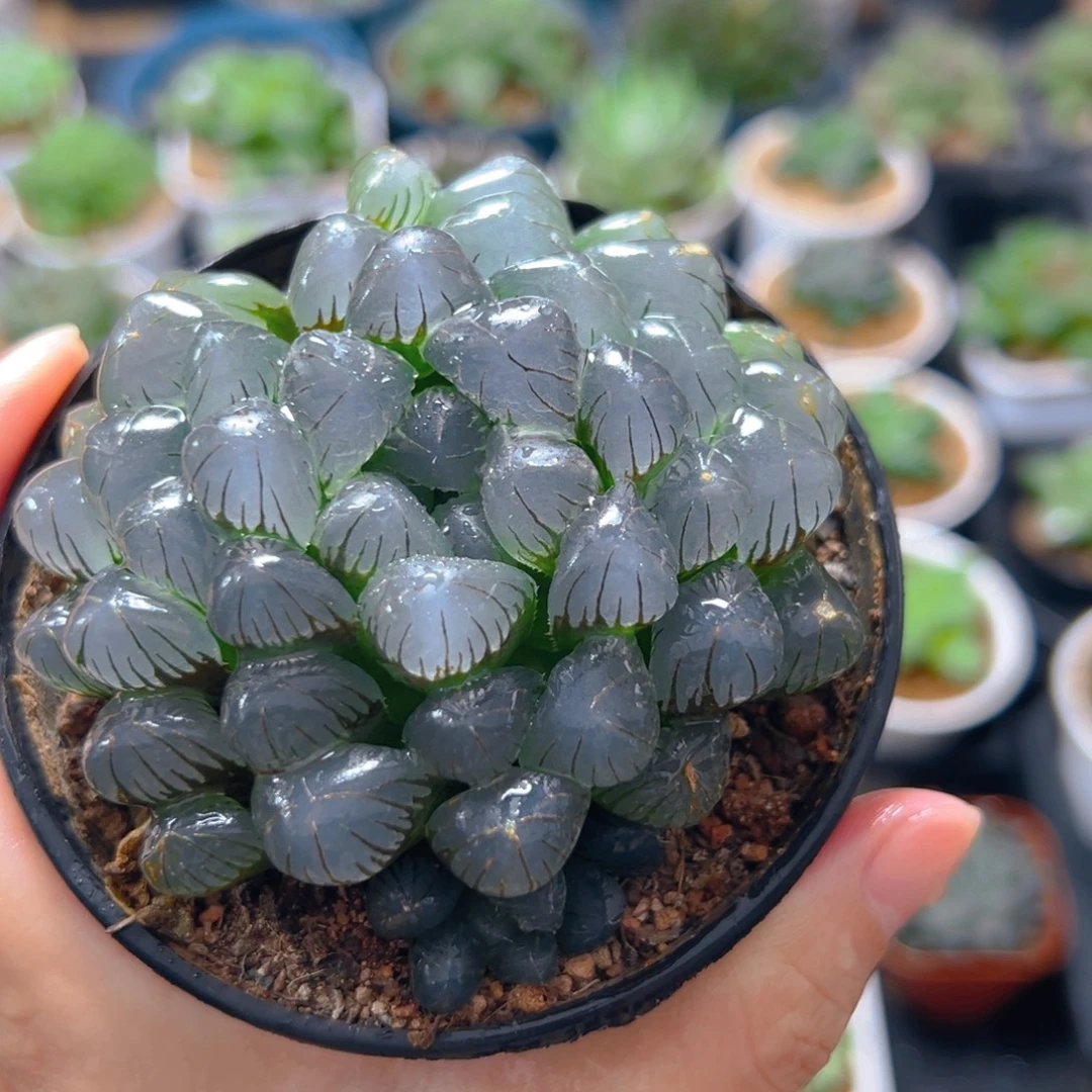 3817多肉植物一颗