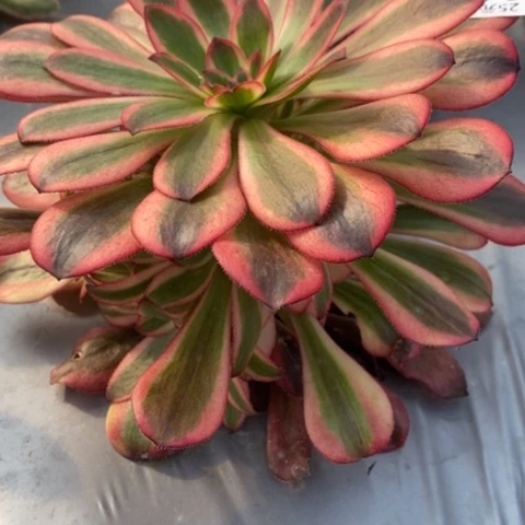 943初恋满25包邮多肉