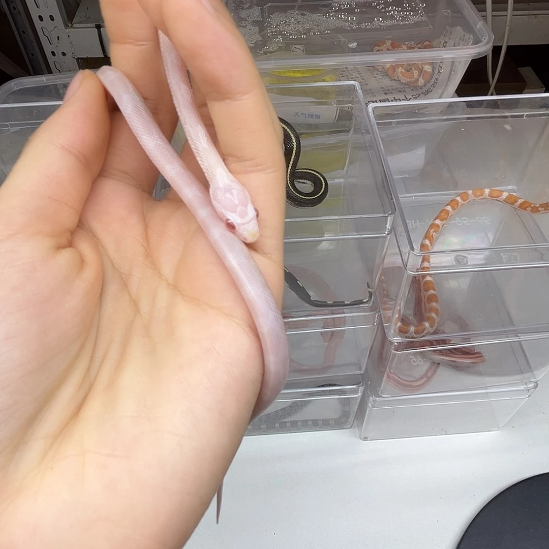 玉米蛇一对一挑选