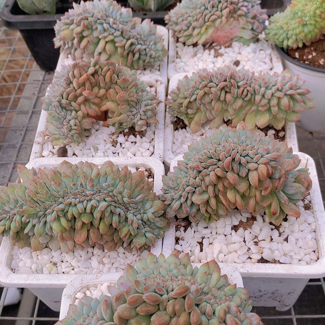 石榴籽缀化捡漏rtyuiiooopp