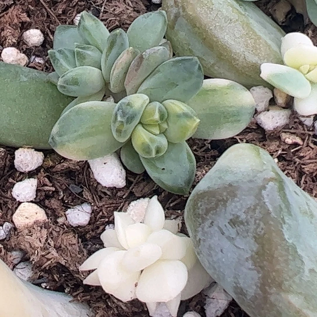 随***起多肉植物多肉植物