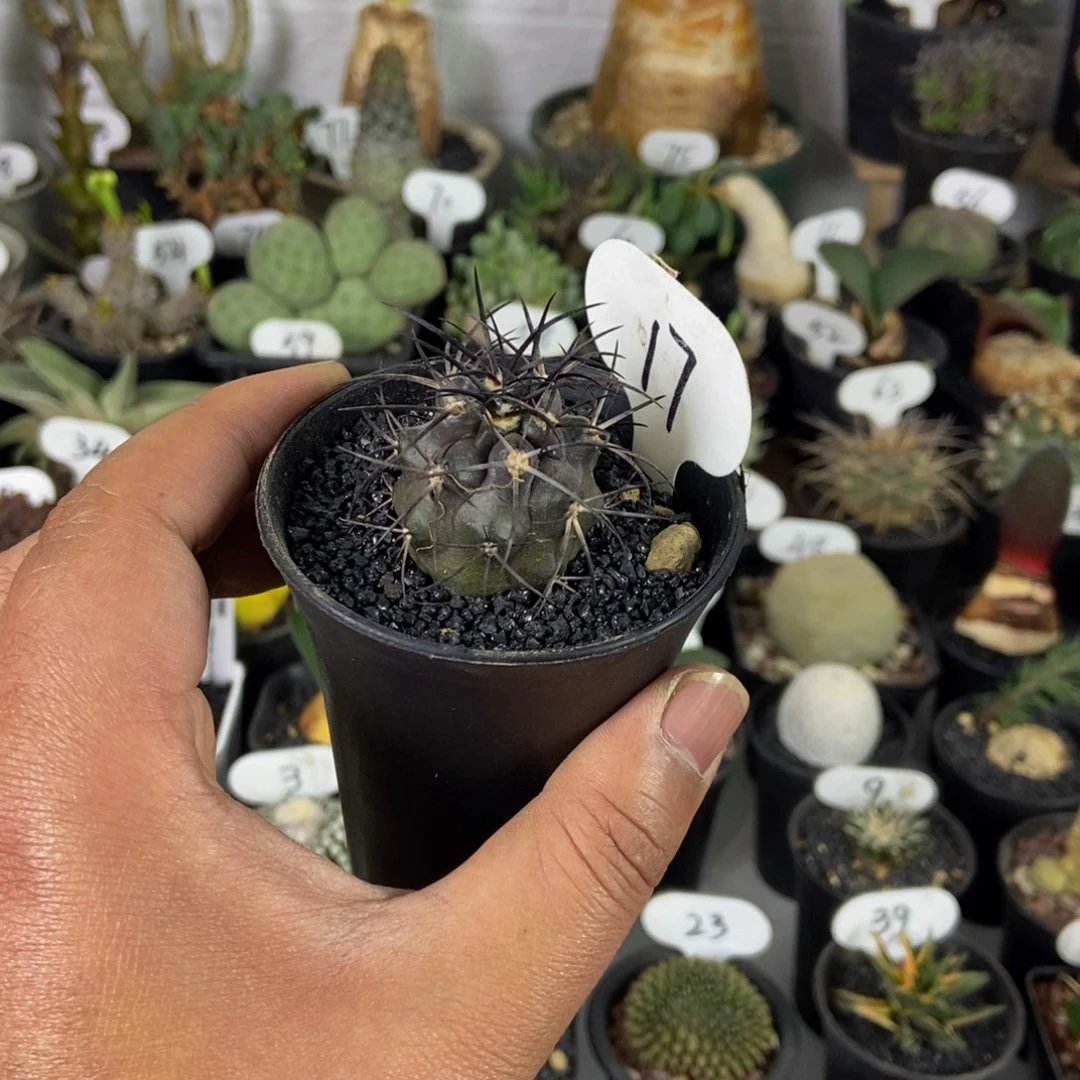 栗星玉一个一物一拍