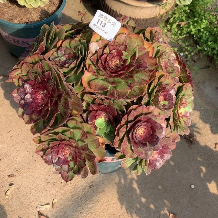 朴*?113花月夜多肉植物