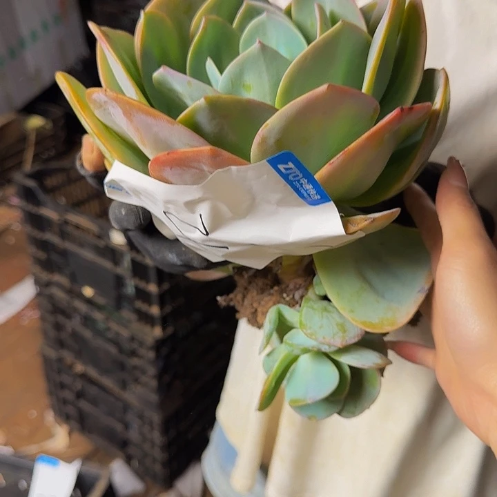 血凤 一颗 不包损21号