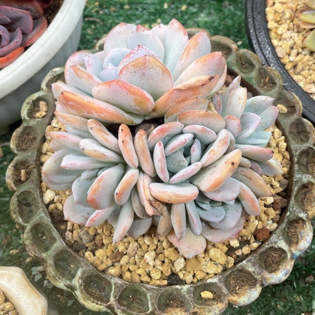 雪特一物一拍28包邮非偏远