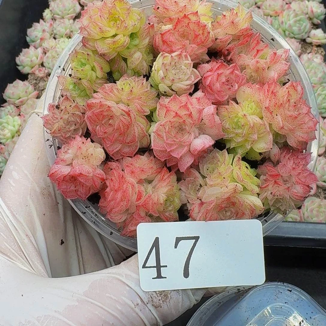 多肉植物多肉植物47