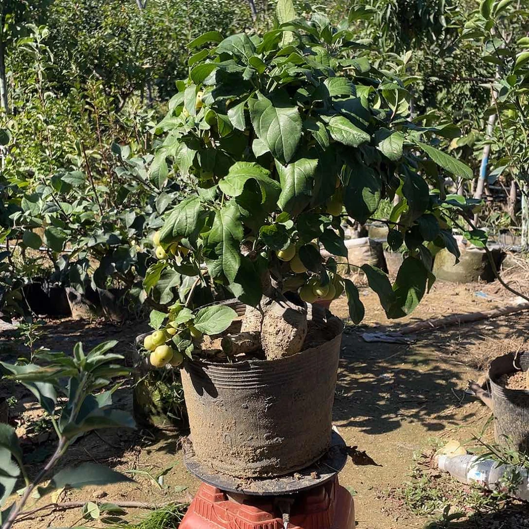 东红果一树一拍树