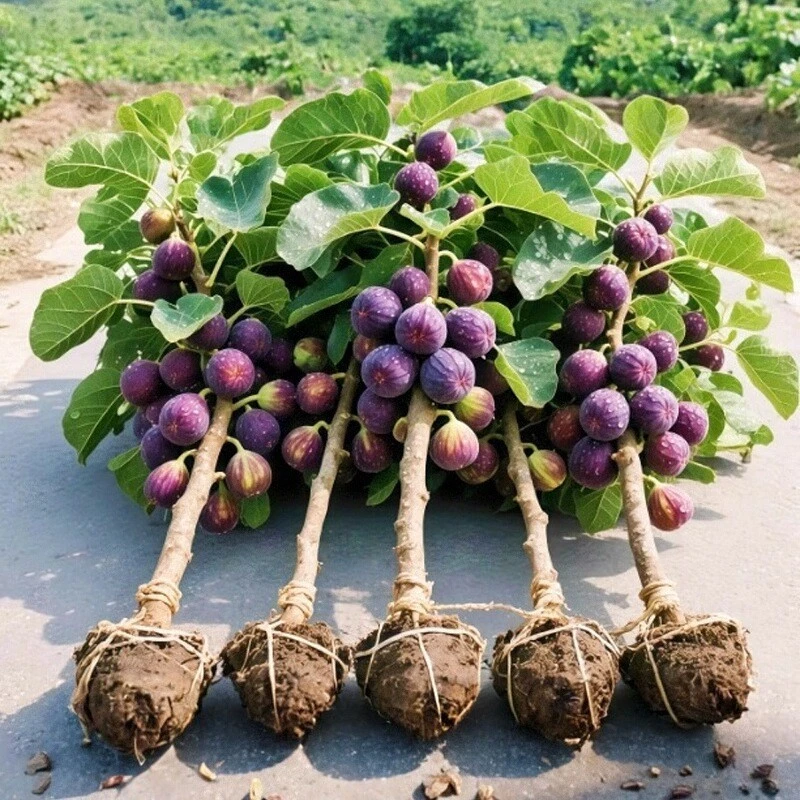 无花果树果苗格莱斯波姬红斯特拉青皮久留米无花果树苗金傲芬种苗