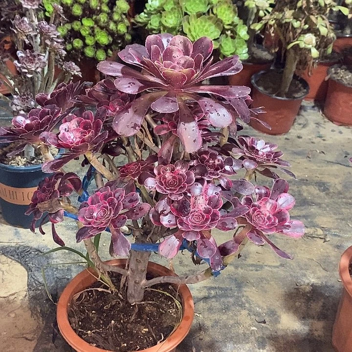 丽娜多肉植物022
