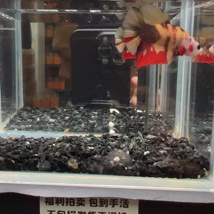 斗鱼竞拍跑单拉黑47