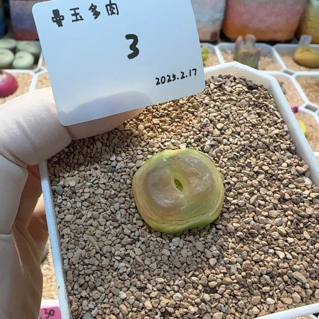 毛**?多肉多肉多肉2.17-003mmz
