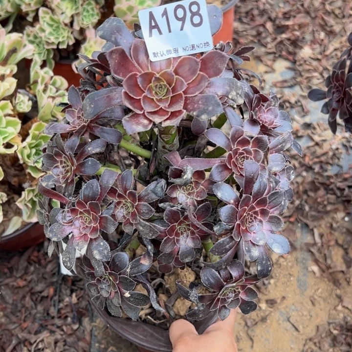 墨法师多肉植物198.