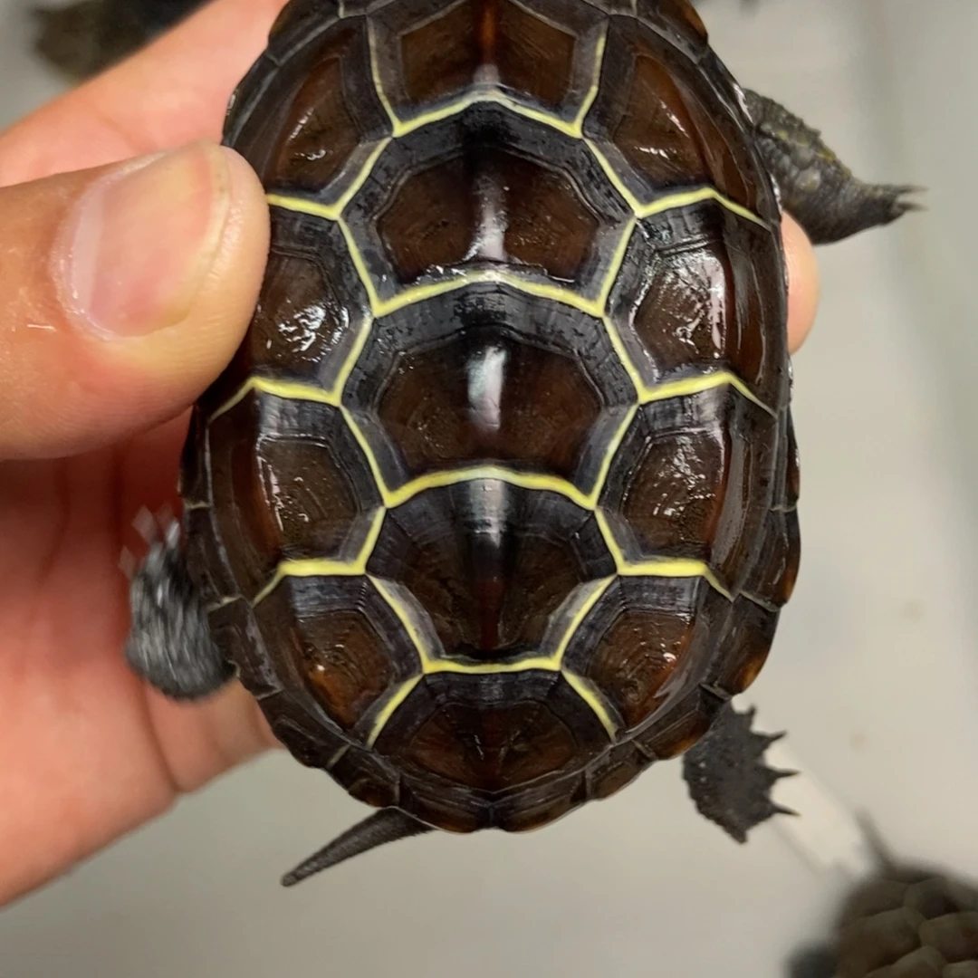 不分公母中华草龟