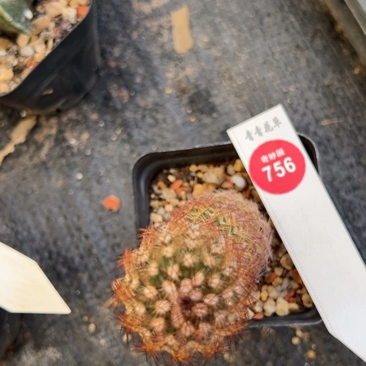 实生虾2369885523988