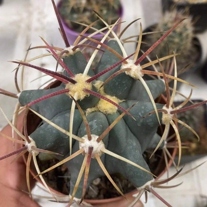 实生江守玉特价福利