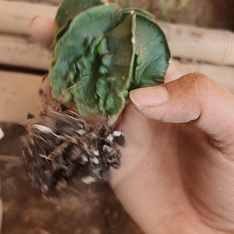 347实生仙人球的我