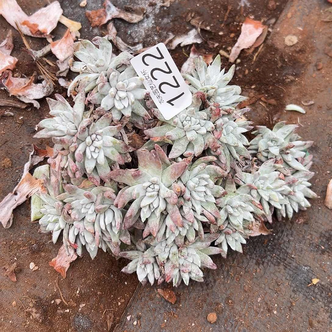 白姆处理仙女杯多肉。