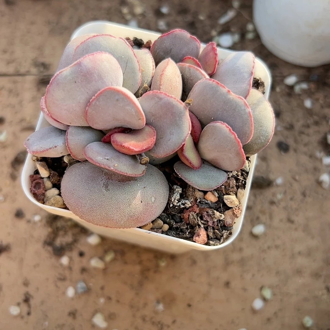 多肉植物红蛋水泡