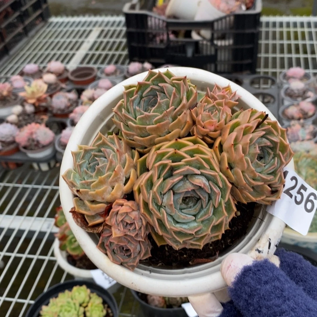 4256欧版海琳娜一物一拍