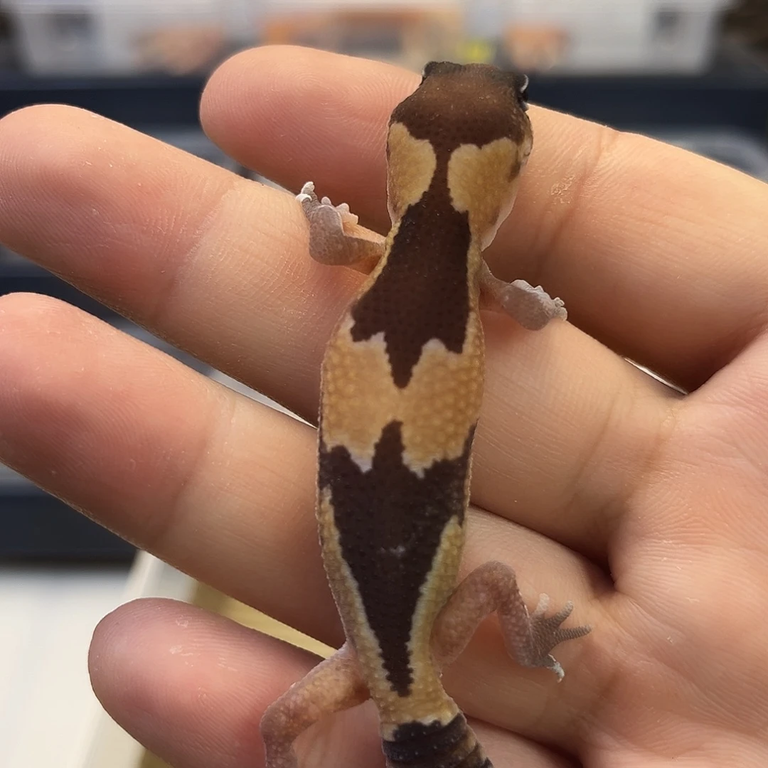 肥尾守宫祖鲁母温