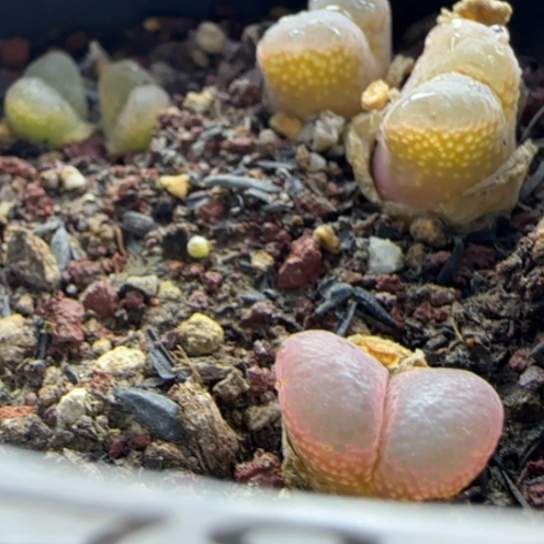 【闪购商品】王*水13794