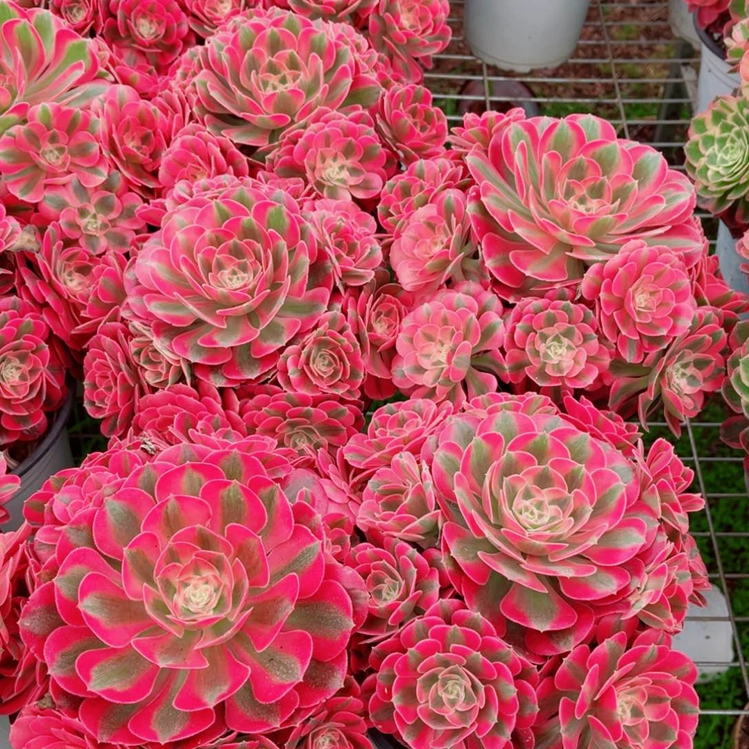 模特水蜜桃量拍多肉法师一个