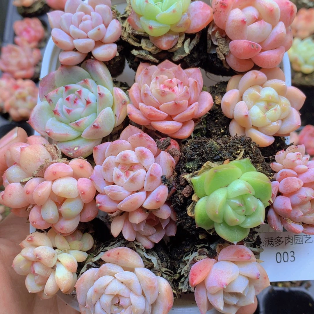 我要睡觉啦晚安啦晚安咯晚安003