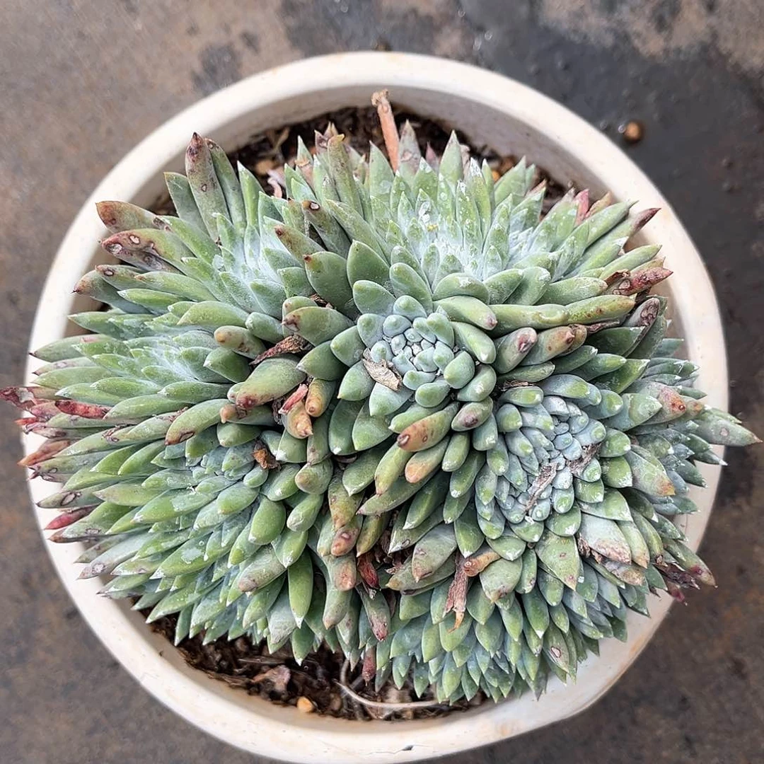 白姆大缀化多头群生