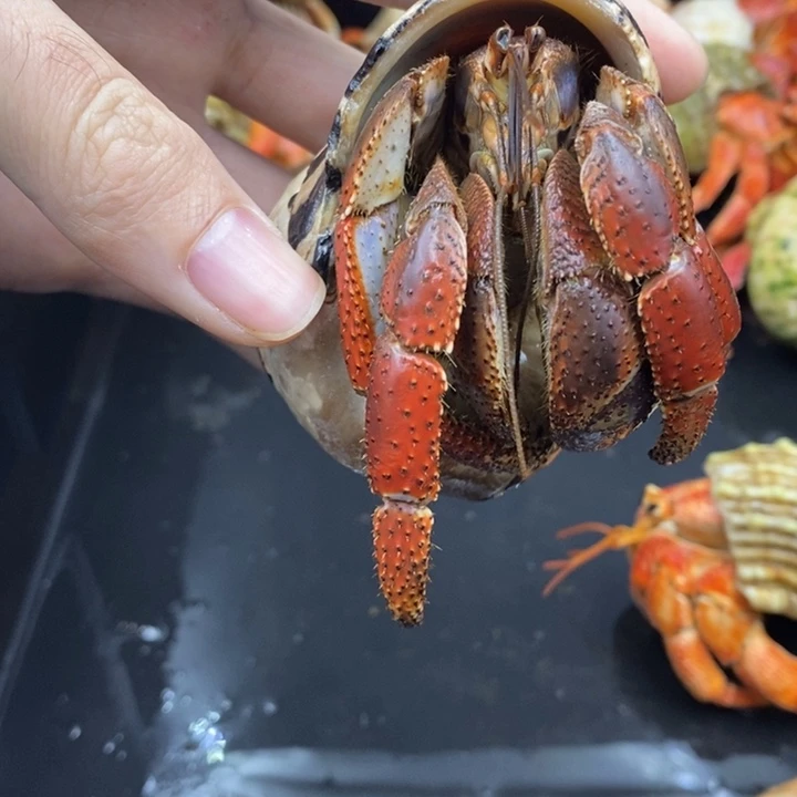 4.3口巨无霸西伯利斯