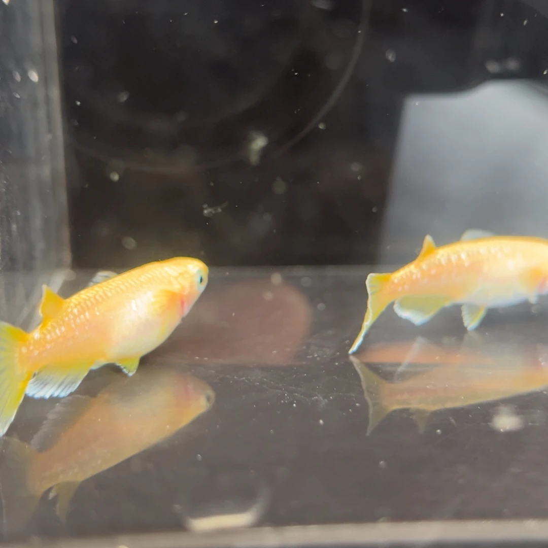 青鳉鱼302酥油灯一对