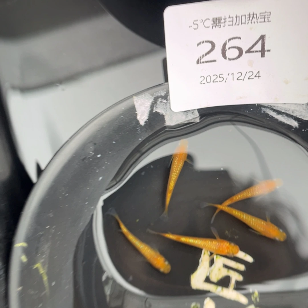 青鳉鱼264玫瑰宝石五尾