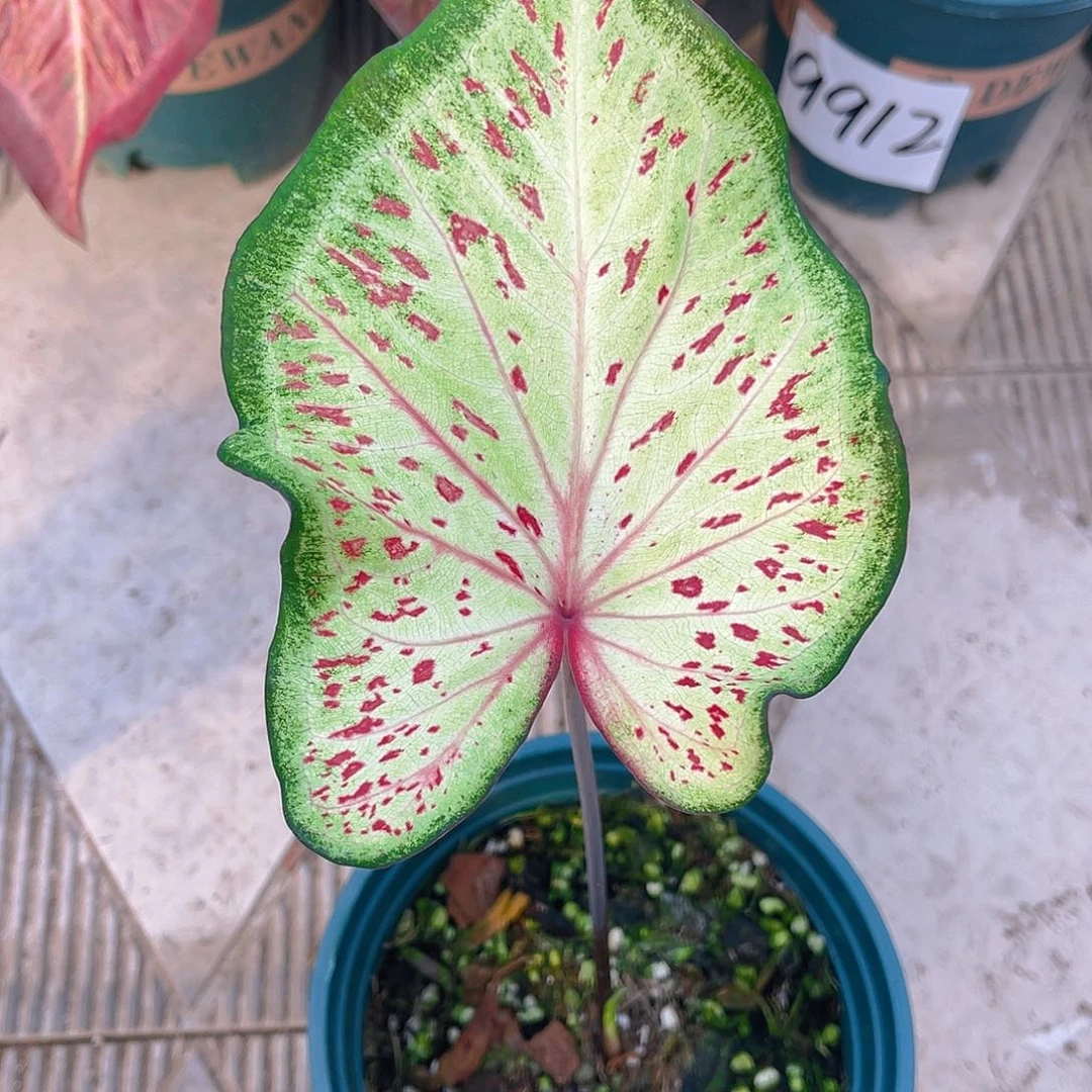 完全开放泰彩一物一拍9913