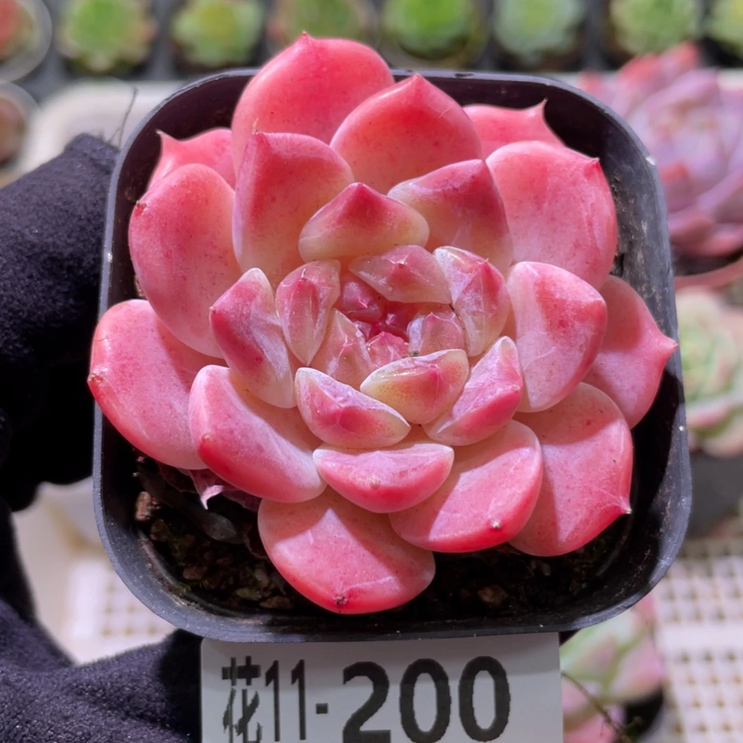 花利美11-200秘境冰魄