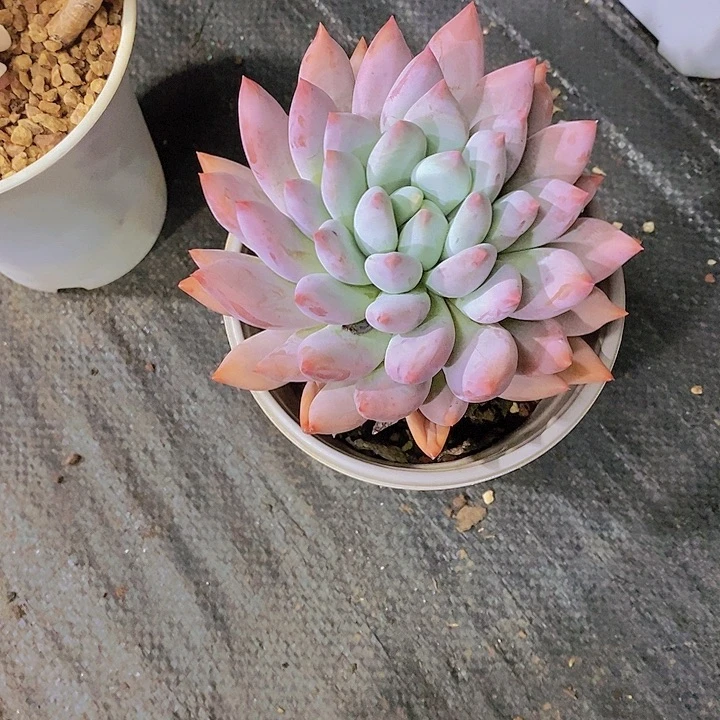 白***白多肉植物大单头多肉