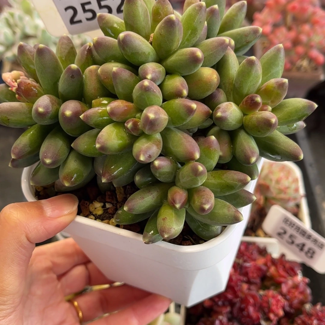 2552千代田满30包邮