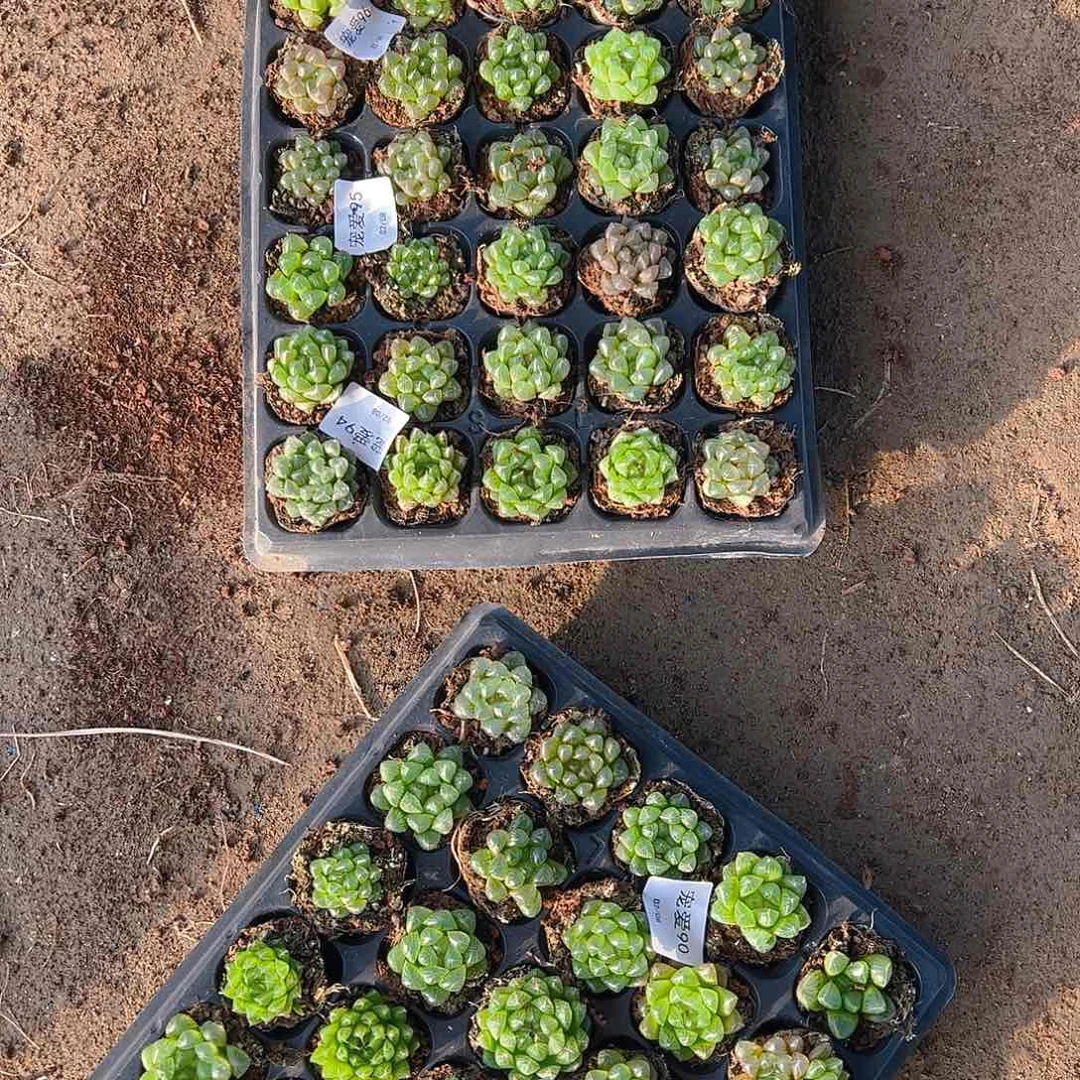 50孔玉露10颗随机量拍