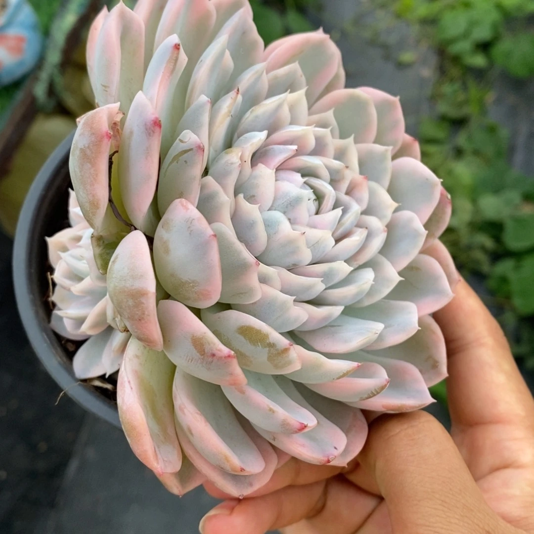 雪球锦非偏远38包邮